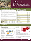 Fall 2021 Olive Oil Newsletter